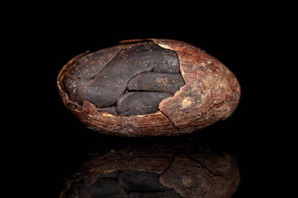 istock Brown cocoa bean isolated on black glass 1204438270