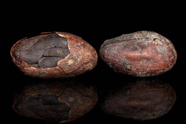 istock Brown cocoa bean isolated on black glass 1204438296