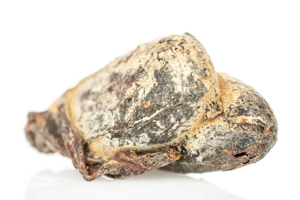 istock Brown cocoa bean isolated on white 1204438895