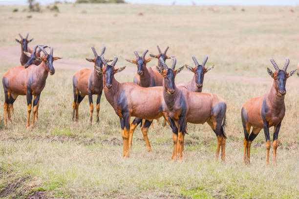 magnificent masai mara national park - masai mara national reserve masai mara topi antelope imagens e fotografias de stock