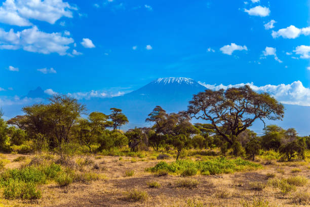istock The bushes and desert stocks 1204440743
