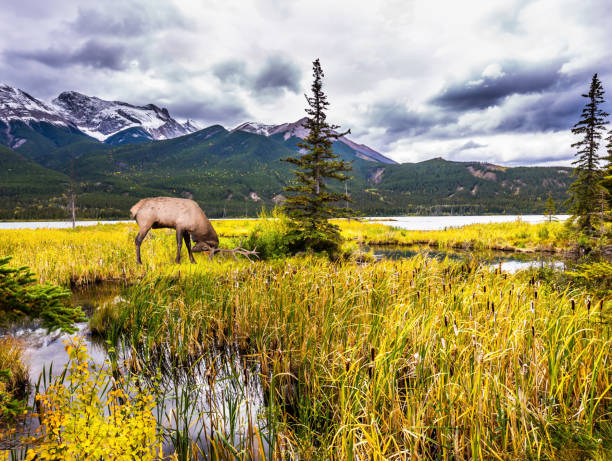 istock Deer with horns grazing n the grass 1204440785