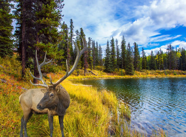 istock Deer grazes on the lake 1204440839
