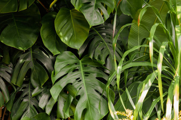 Tropical green monstera leaves in jungle stock photo