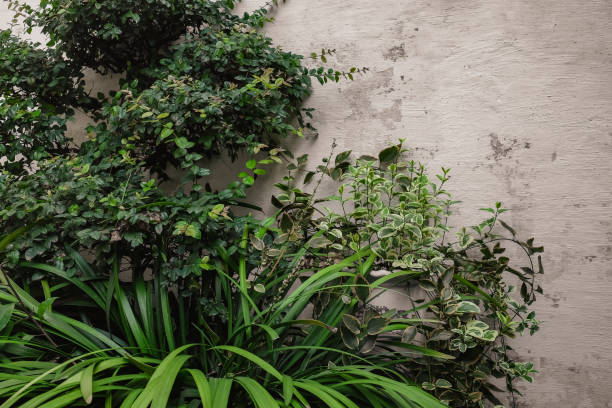 Old and white wall texture and plants stock photo