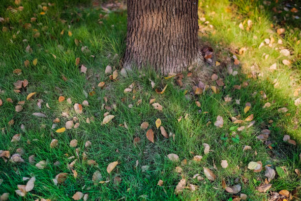 Green grass with a trunk of tree stock photo