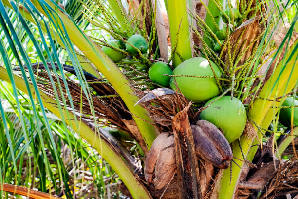 Green coconut balls on a coconut palm tree stock photo