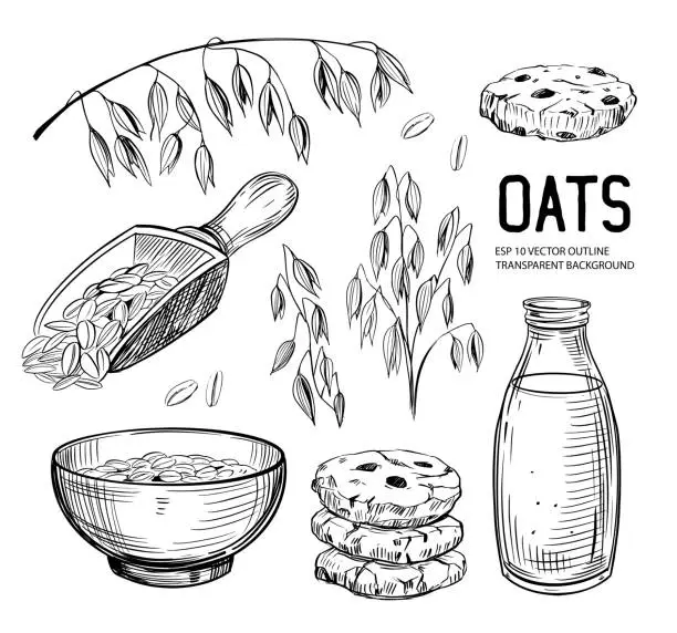 Vector illustration of Set of oats objects. Oatmeal, cookies, milk, grains, plant. Vector outline with transparent background