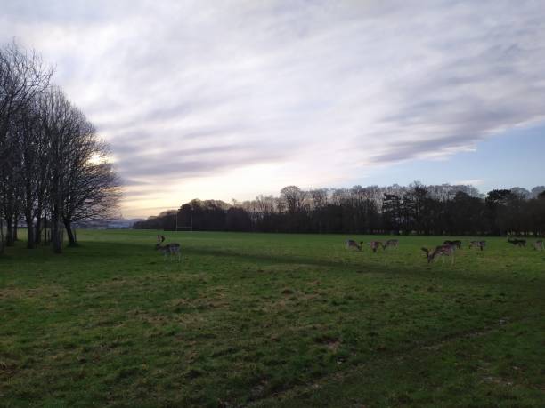 istock a group of deer in the park 1204444258