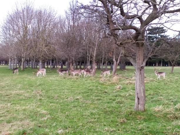istock a group of deer in the park 1204444277