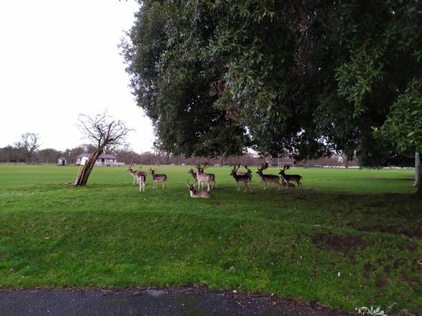 istock a group of deer in the park 1204444443
