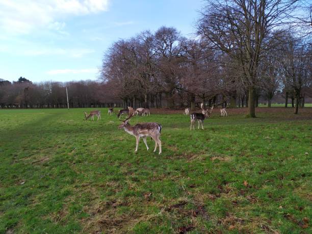 istock a group of deer in the park 1204444495