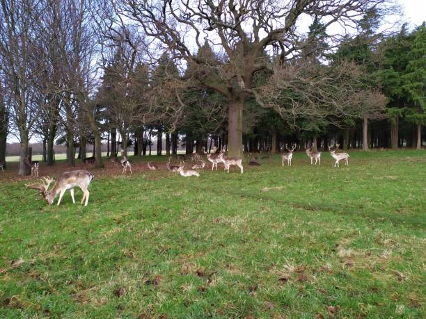 istock a group of deer in the park 1204444511