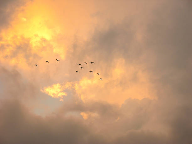 istock flock of birds against cloudy evening sky 1204444524
