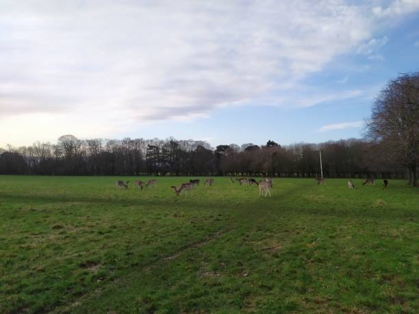 istock a group of deer in the park 1204444538