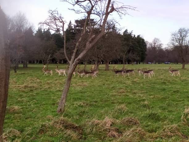 istock a group of deer in the park 1204444543