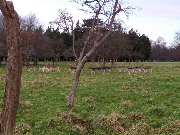 istock a group of deer in the park 1204444549