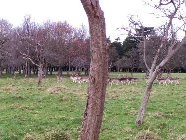 istock a group of deer in the park 1204444554
