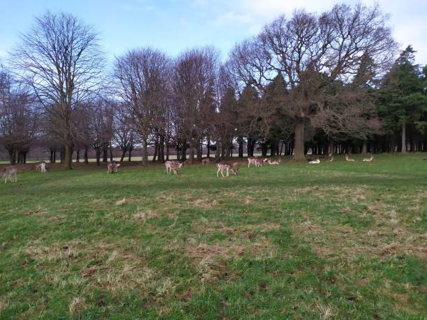 istock a group of deer in the park 1204444625