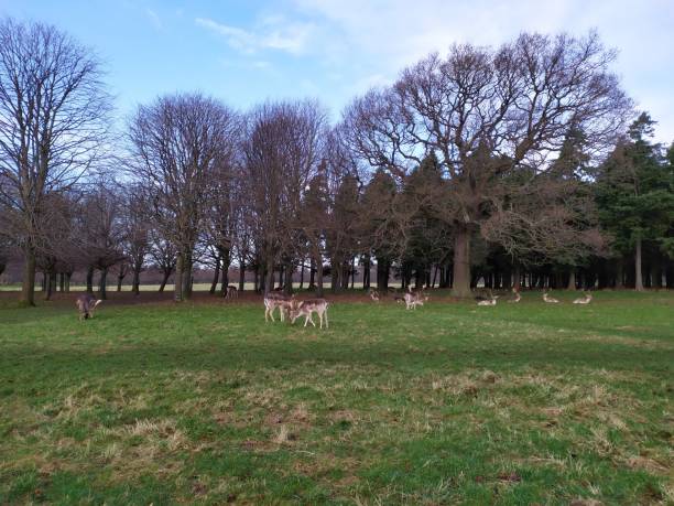 istock a group of deer in the park 1204444631