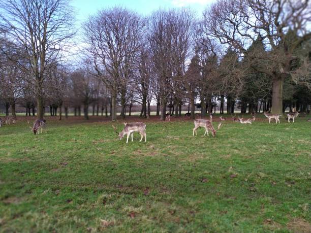 istock a group of deer in the park 1204444637