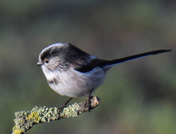 istock Blue Tit, Great Tit, Coal Tit and Long Tailed Tit 1204445412
