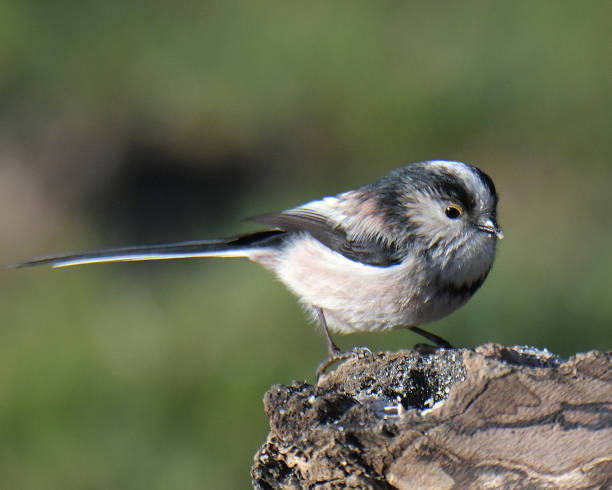 istock Blue Tit, Great Tit, Coal Tit and Long Tailed Tit 1204445415