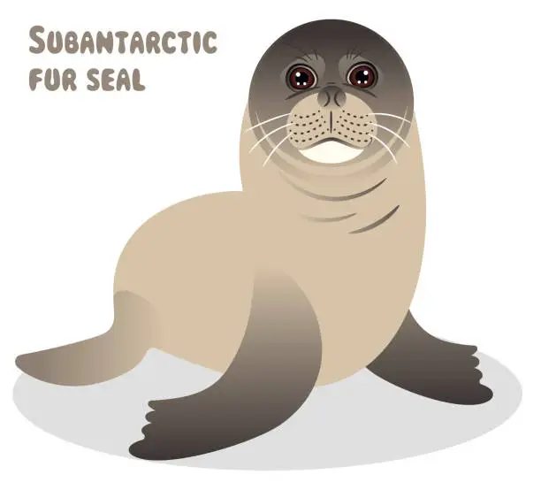 Vector illustration of Subantarctic fur seal, Antarctica, Elephant Seal