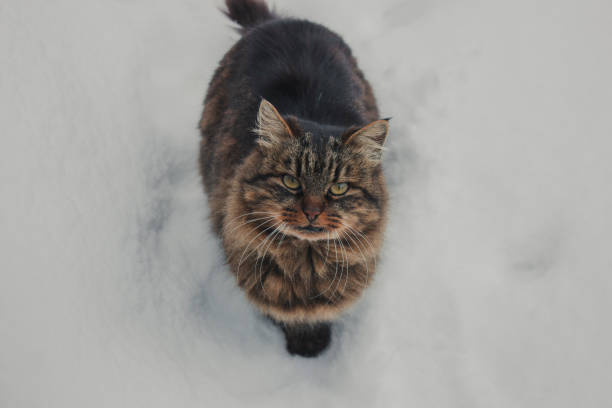 istock Cute cat in the snow 1204447296