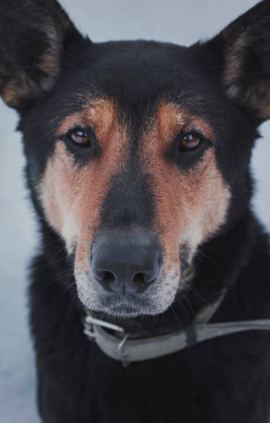istock German Shepherd. Dog in the snow 1204447444