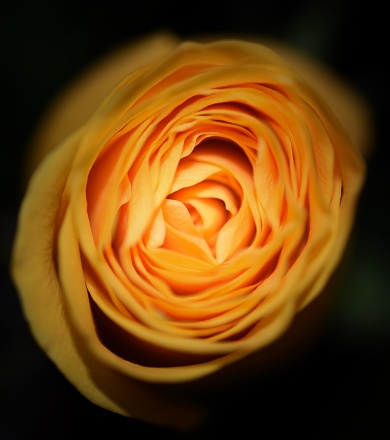 Yellow rose