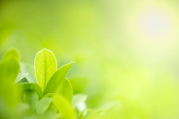 istock Close up of nature view green leaf on blurred greenery background under sunlight with bokeh and copy space using as background natural plants landscape, ecology wallpaper concept. 1204448661