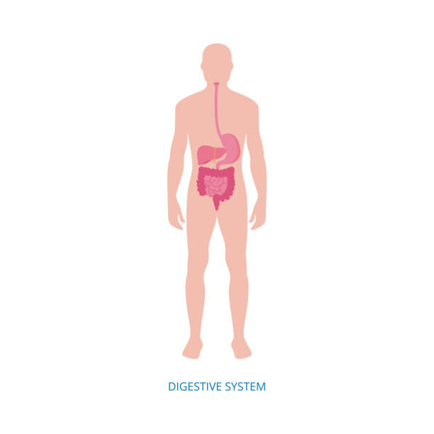 Human digestive system - medical diagram with internal organs Human digestive system - medical diagram with internal organs shown on male body. Colon, liver, intestines and other stomach organs - flat isolated vector illustration. human digestive system illustrations stock illustrations