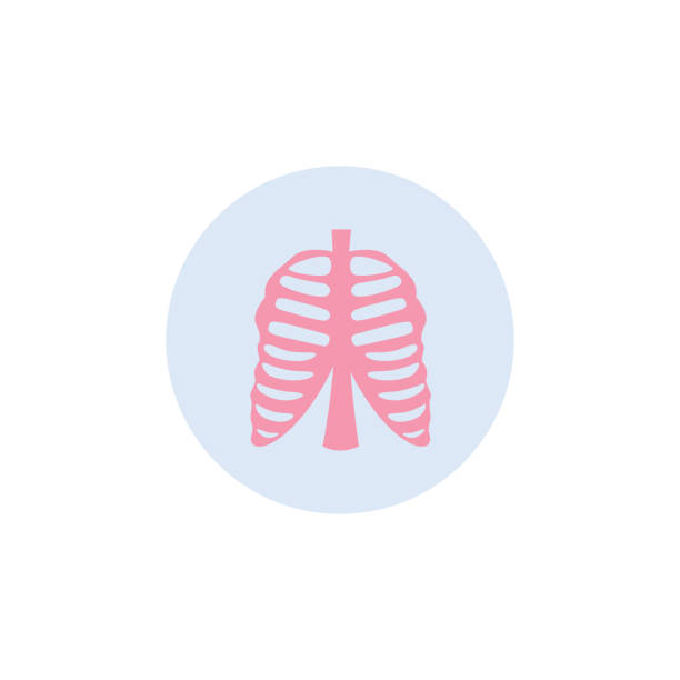 Human rib cage medical icon in circle flat vector illustration isolated on white. Human rib cage medical icon in circle flat vector illustration isolated on white background. Anatomical sign of body skeleton for pharmacy and healthcare products. clip art of rib cage stock illustrations