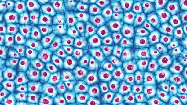 colonia di cellule staminali embrionali al microscopio illustrazione 3d - animal cell immagine foto e immagini stock