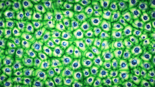Embryonic bright green stem cells colony under a microscope 3D illustration Embryonic bright green stem cells colony under a microscope. Cellular therapy and research of regeneration and disease treatment in 3D illustration. Biology and medicine of human body concept . 4K plant cell stock pictures, royalty-free photos & images