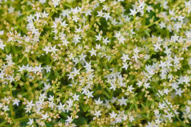 Sedum greggii Flowering succulents, Succulents, Planting. Macro of the succulent. Small white flowers