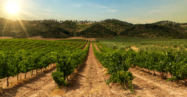 istock Vineyard on the road to Santiago de Navarra 1204451036