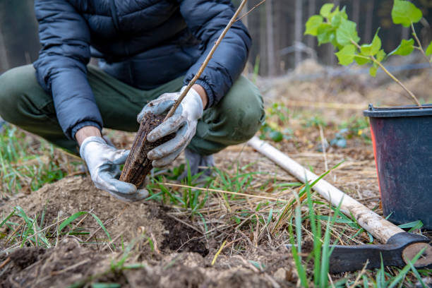 istock restoring a dying forest with the help of planting new trees 1204451058