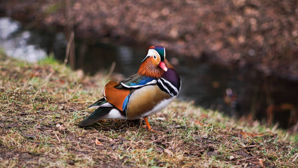 istock mandarin duck resting near the river in the fall 1204451060