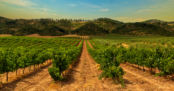 Vineyard on the road to Santiago de Navarra, Spain