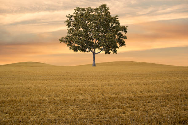 Lonely tree in the bush at sunset, mounting