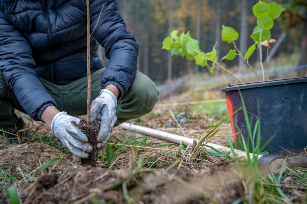 istock preparing holes in the forest for planting young trees 1204451109