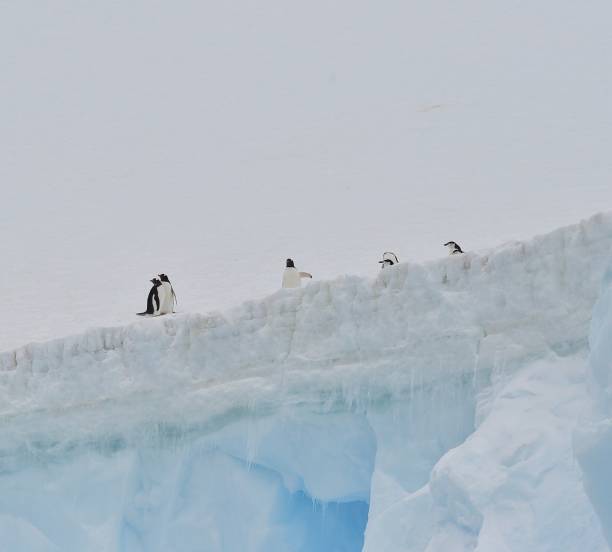 istock Icebergs, Snow, and Mountains 1204452066