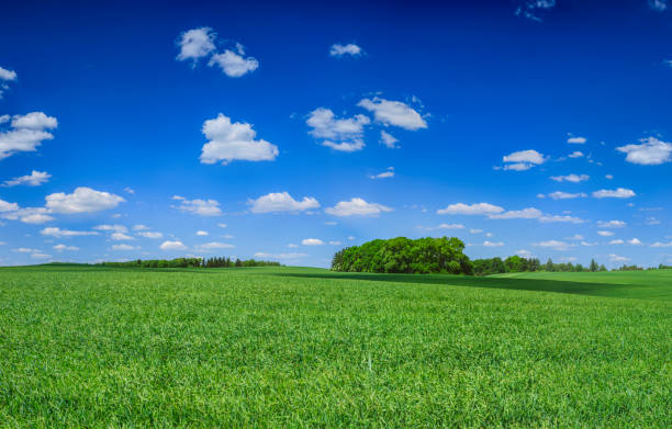 istock Panoramic spring landscape XXXXL - green field, blue sky 1204452436
