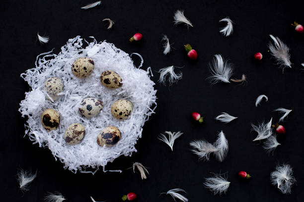 ninhos de papel branco com ovos de páscoa codornas, penas de frango, frutas vermelhas em um fundo preto. símbolo de celebração de um feriado religioso entre católicos, cristãos ortodoxos e protestantes - eggs animal egg celebration feather - fotografias e filmes do acervo