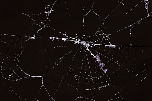 Spider web - black background.