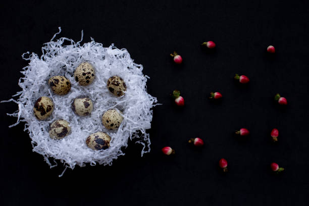 ninhos de papel branco com ovos de páscoa codornas, frutos vermelhos de hipericum em um fundo preto. símbolo de celebração de um feriado religioso entre católicos, cristãos ortodoxos e protestantes - eggs animal egg celebration feather - fotografias e filmes do acervo