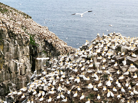 Picture of  thousands of northern gannets at bird rock, the third largest nesting site of northern gannets in North America, at Cape St. Mary’s ecological reserve in Newfoundland and Labrador, Canada.