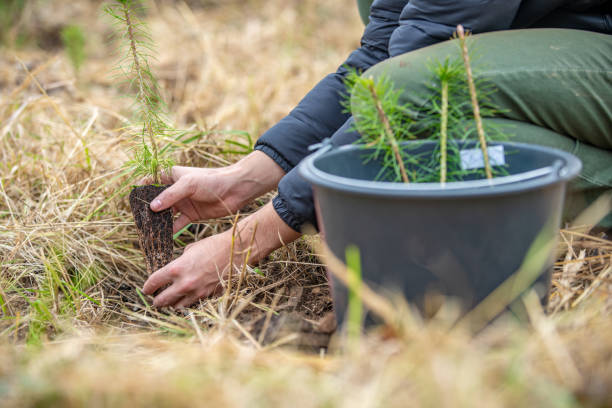 istock Planting young trees in the forest after devastating blaze and drought 1204453756